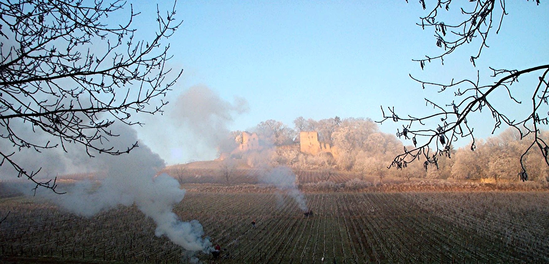 Travail de taille en hiver - Chateau d’Arlay © CIVJ Travail de taille en hiver - Chateau d’Arlay © CIVJ